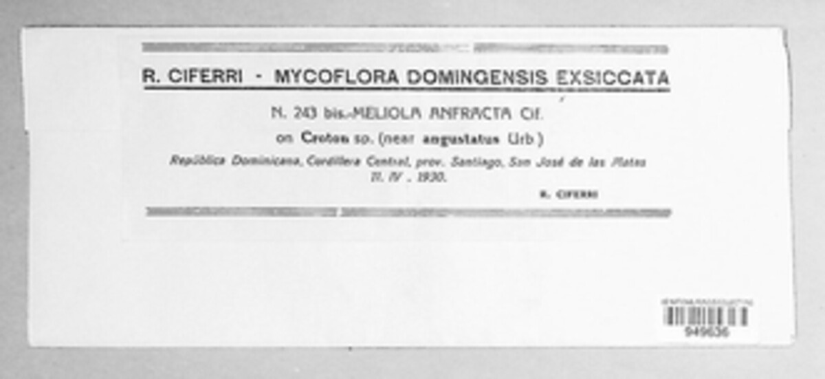 Meliola anfracta image